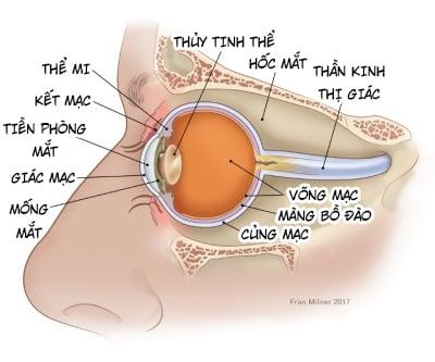 Hướng dẫn toàn diện về ung thư mắt: Từ triệu chứng đến điều trị