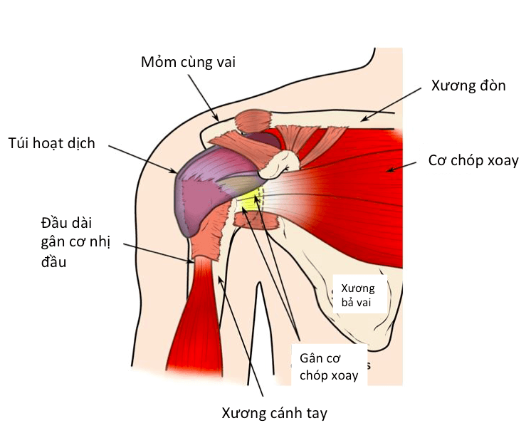 Giải mã cơn đau vai: Nguyên nhân, triệu chứng và cách điều trị