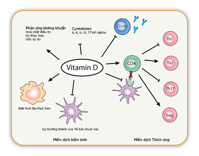 Tăng cường Hệ Miễn dịch: 3 Vitamin Cốt lõi Bạn Cần Biết