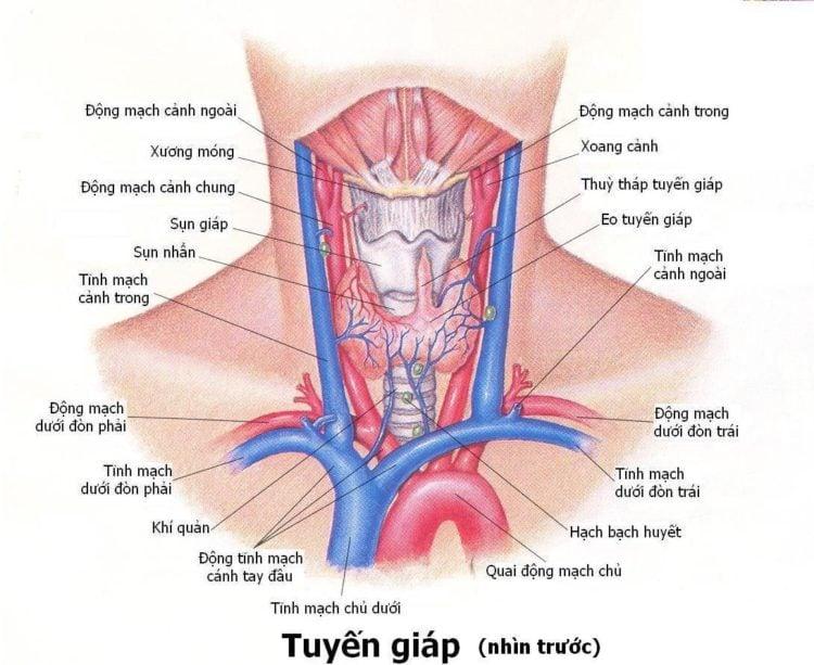 Ung thư tuyến giáp: Tổng quan toàn diện về triệu chứng, nguyên nhân, điều trị và phòng ngừa