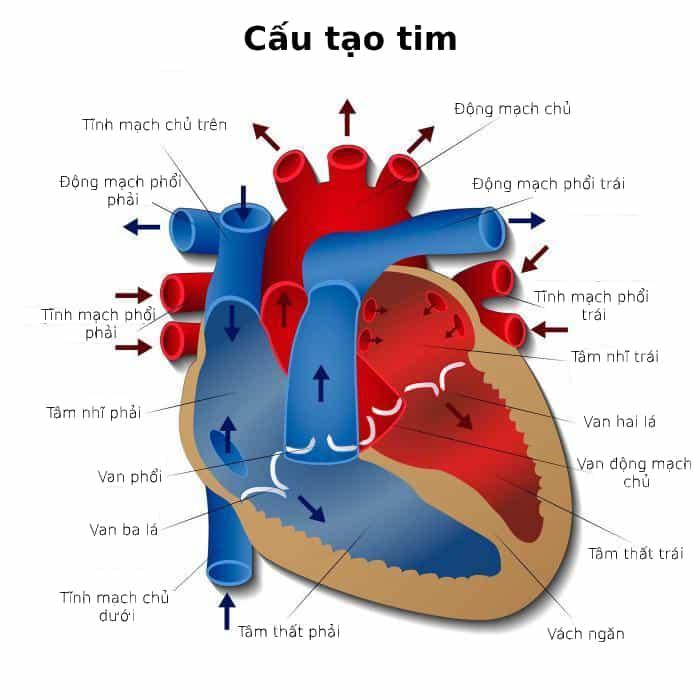 Rung tâm thất: Nguyên nhân, Triệu chứng, Chẩn đoán và Điều trị