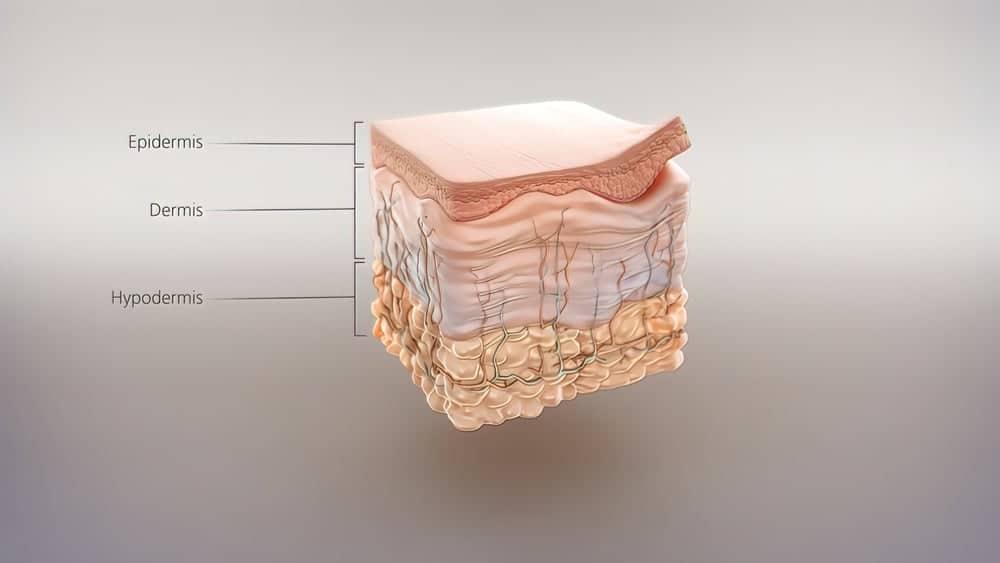 Cấu trúc và Chức năng của Da: Bảo vệ, Điều chỉnh Nhiệt, Cảm giác và Nội tiết