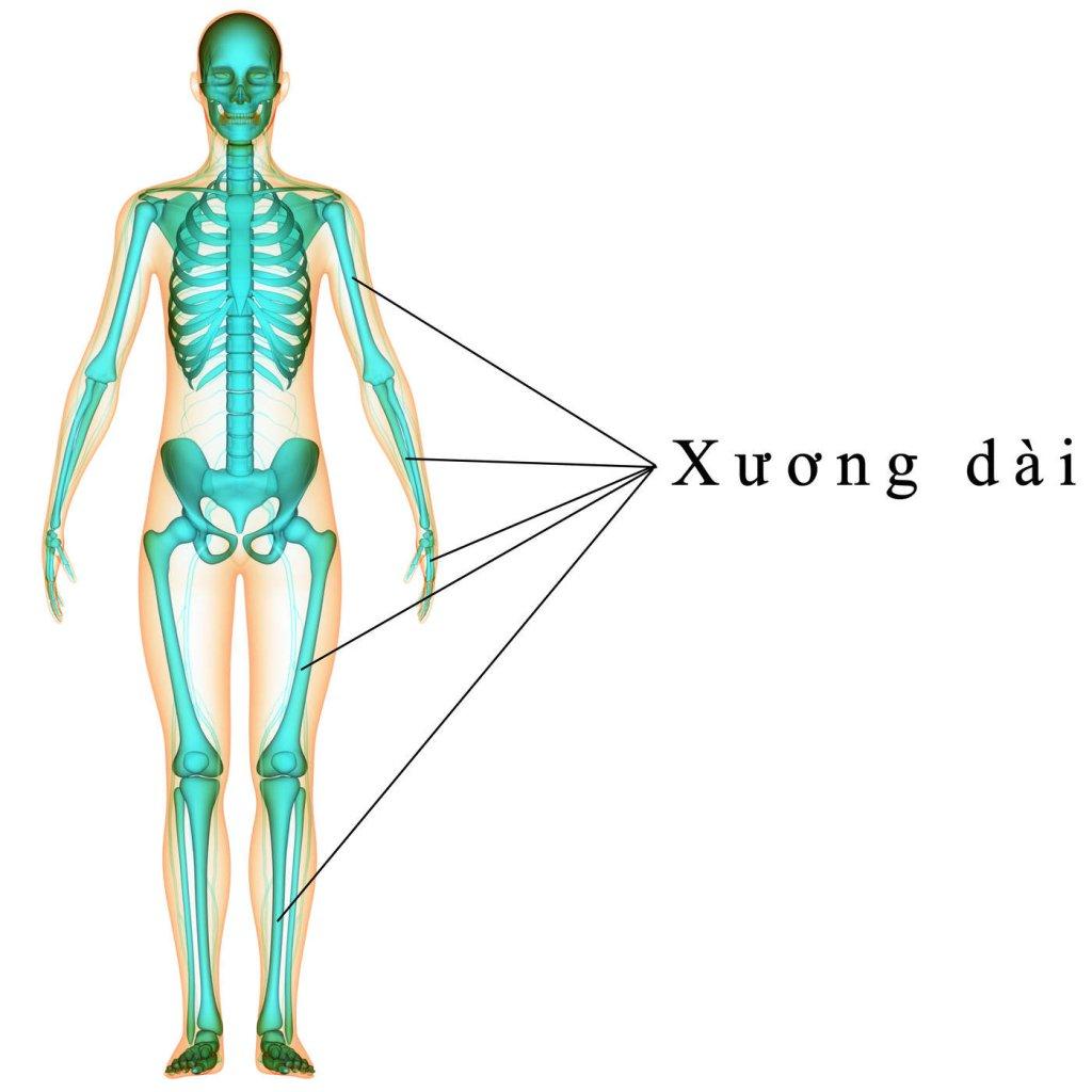 Hệ thống xương: Cấu trúc, Chức năng và Phân loại