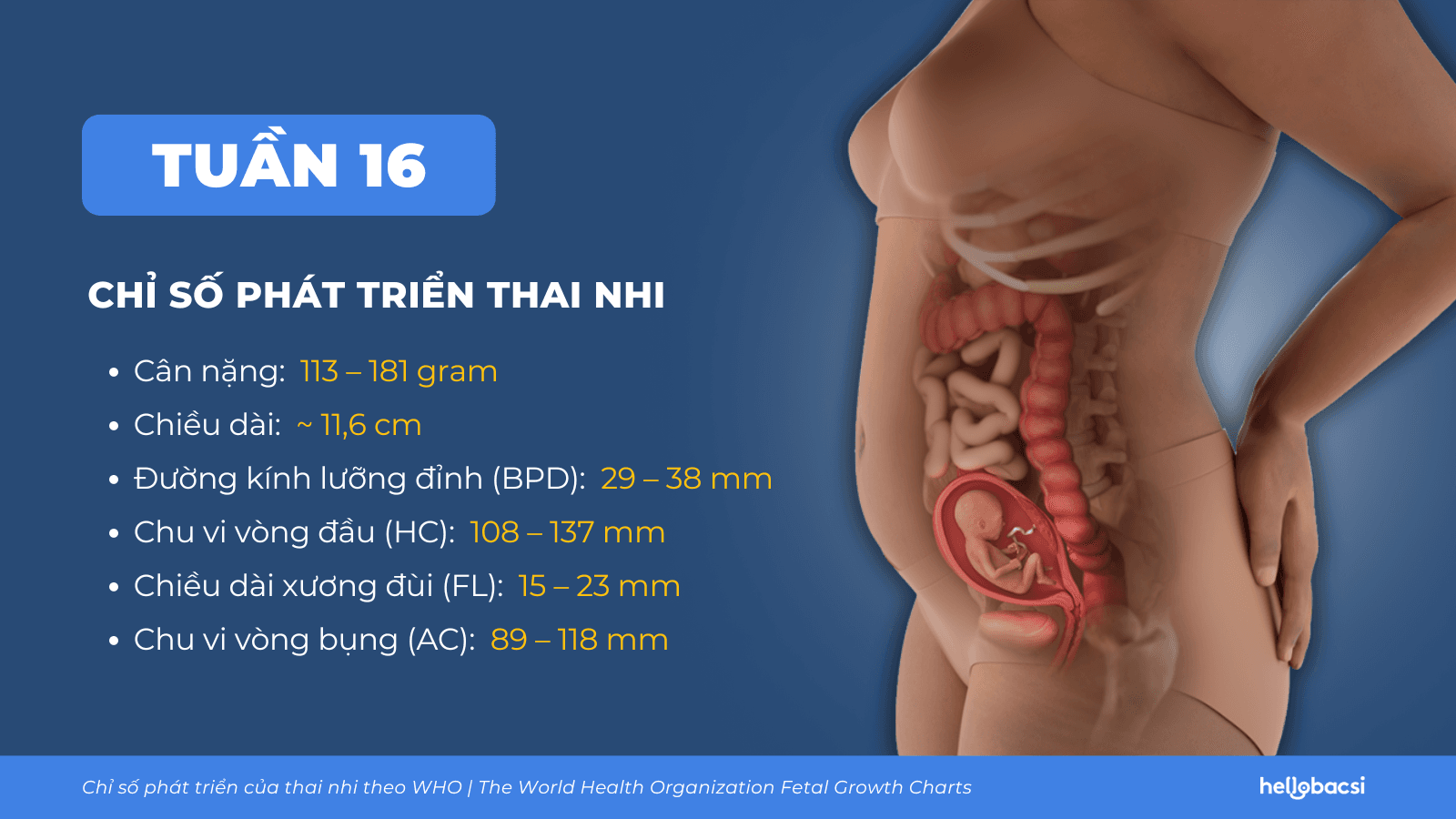 Thai nhi 16 Tuần: Sự Phát Triển, Những Thay Đổi của Mẹ và Xét Nghiệm Cần Thiết